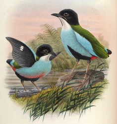 Pitta steerii